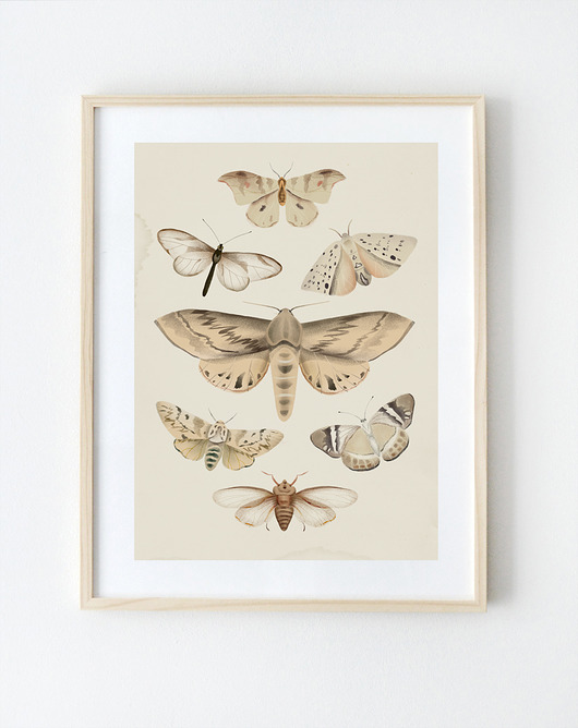 Owady | A4 Anita Tomala