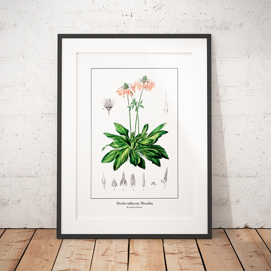 Plakat botaniczny Bożykwiat Meada trochę na ścianę