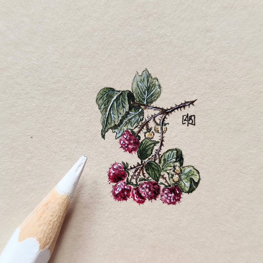 obrazy Maliny , owoce , Miniatura  ilustracja botaniczna