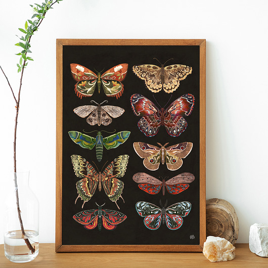 plakaty Motyle i ćmy plakat, plakat botaniczny, motyle, ćmy dekoracja