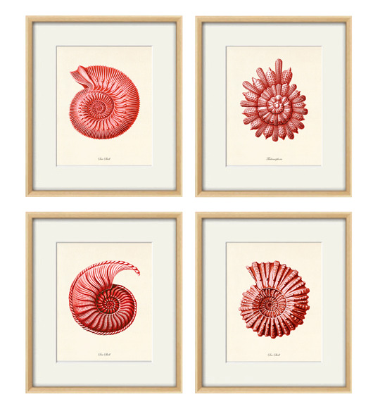 grafiki i ilustracje Zestaw 4 grafik  koralowiec reprodukcja morskie  plakaty muszle czerwony