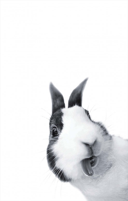 ZAJĄCZEK- poster - 35x55cm KOKO by HOKO