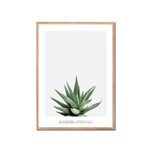 Plakat botaniczny HAVORTHIA muybien