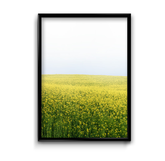 Plakat Rzepak  Bury Lis