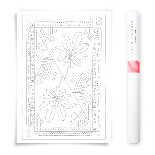 plakaty Plakat do Kolorowania Roślina Doniczkowa Schefflera 50x70cm