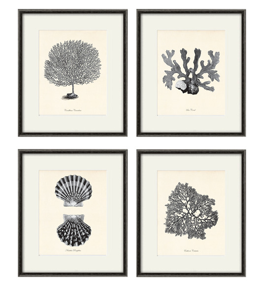 grafiki i ilustracje Zestaw 4 grafik  koralowiec reprodukcja morskie