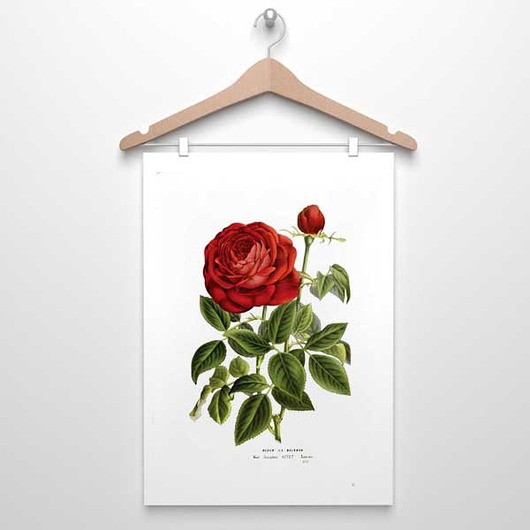 RÓŻA CZERWONA plakat A4,A3(lub 30x40cm) botanika