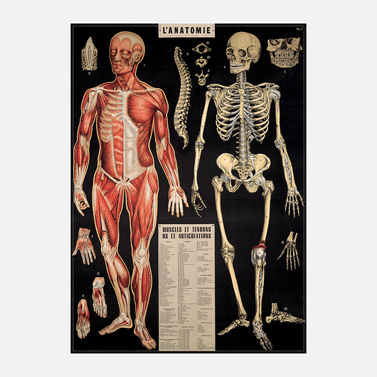 Anatomia Black WYDRAandCO