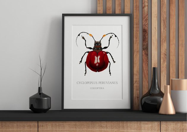 grafiki i ilustracje Chrząszcz Cyclopeplus peruvianus - limitowany wydruk