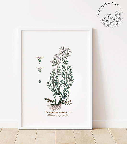 grafiki i ilustracje Zioła -  Rzeżucha Gorzka
