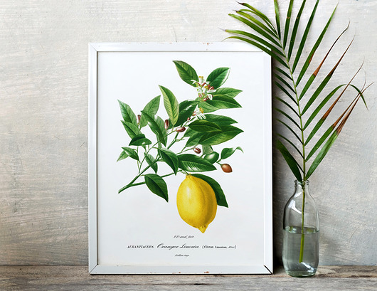 Plakat Cytryna - rożne formaty HOG STUDIO