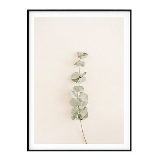 Plakat skandynawski botaniczny Eukaliptus myscandi