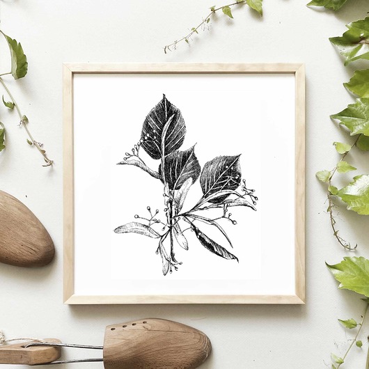 grafiki i ilustracje Lipa grafika botaniczna 30x30
