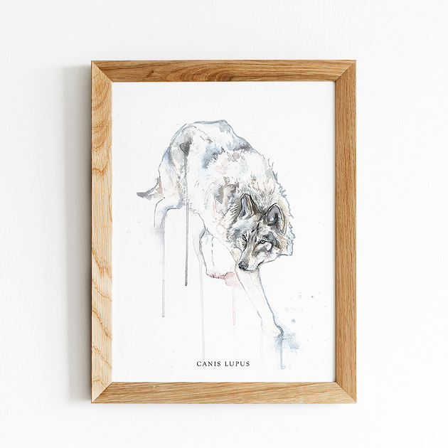 grafiki i ilustracje Wilk, 30x40 cm