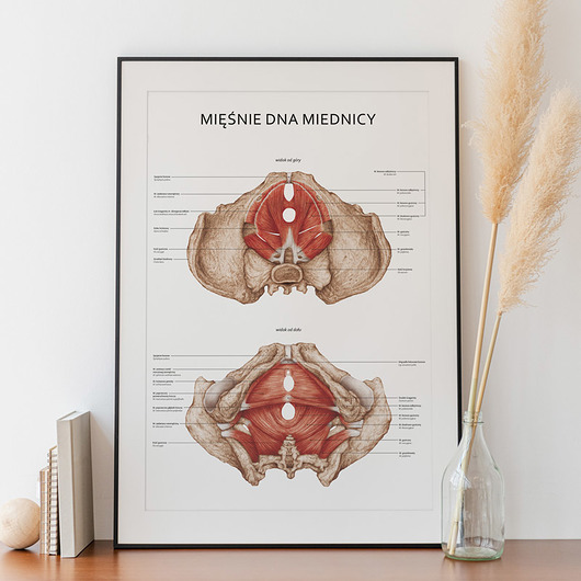 plakaty Plakat Mięśnie dna Miednicy