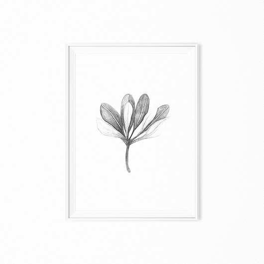 Plakat skandynawski botaniczny b&w botanic  myscandi