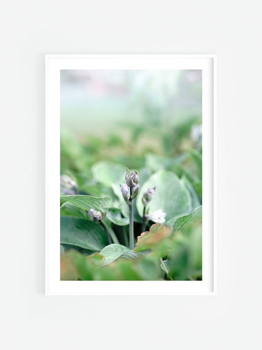 fotografia Hosta