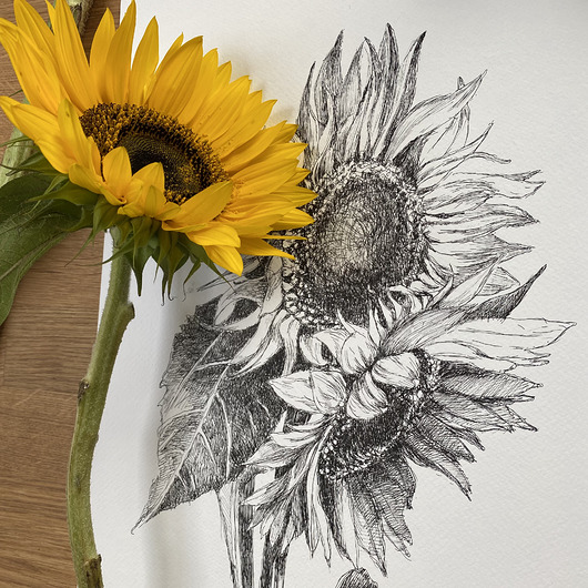 grafiki i ilustracje Słoneczniki 50x70 - grafika botaniczna