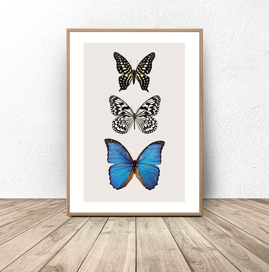 plakaty Plakat na ścianę "Trzy motyle" 50x70 (500mm x 700mm)