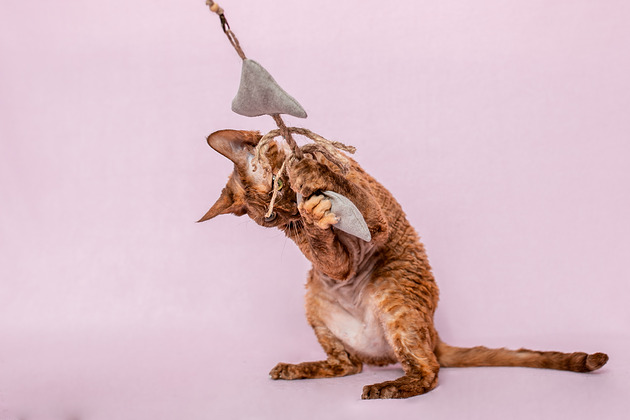 Zabawki dla zwierząt Wędka WILD CAT z zawieszką RYBIA OŚĆ