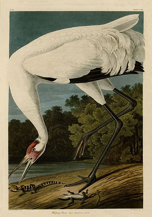 plakaty Plakat ptaki-rycina-z-ksiazki-iii