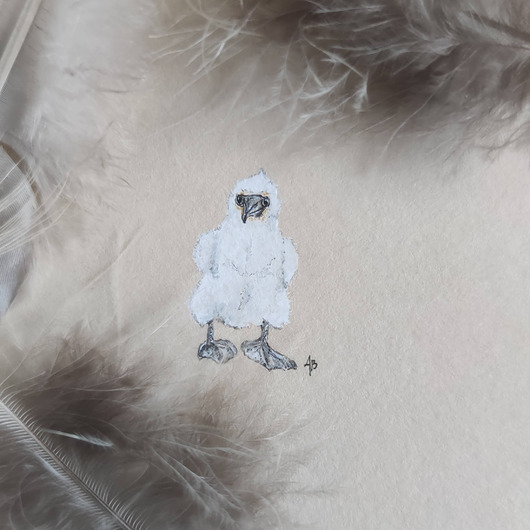 obrazy Głuptak niebieskonogi baby, miniatura