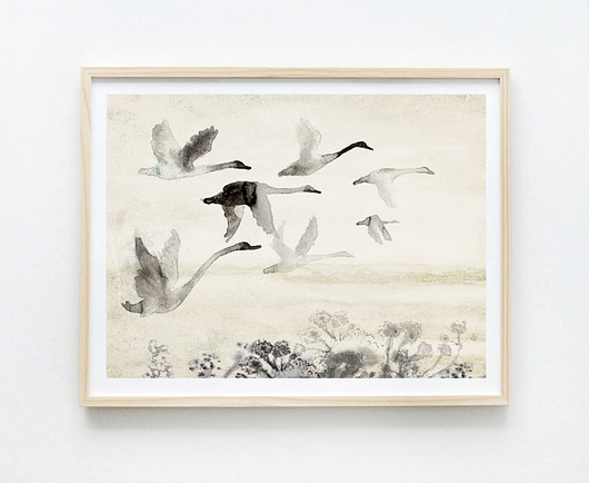 plakaty Plakat Dzikie łabędzie| 30x40 cm