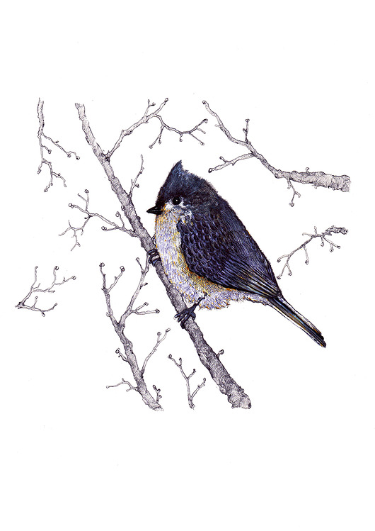 Sikorka czubata- ilustracja BOSKE