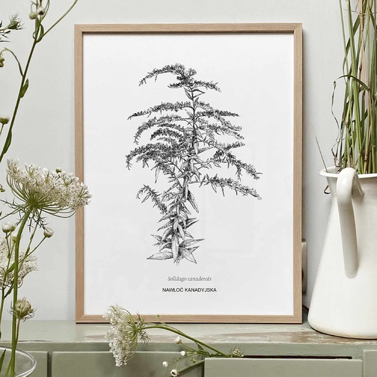 grafiki i ilustracje Rysunek botaniczny - Nawłoć