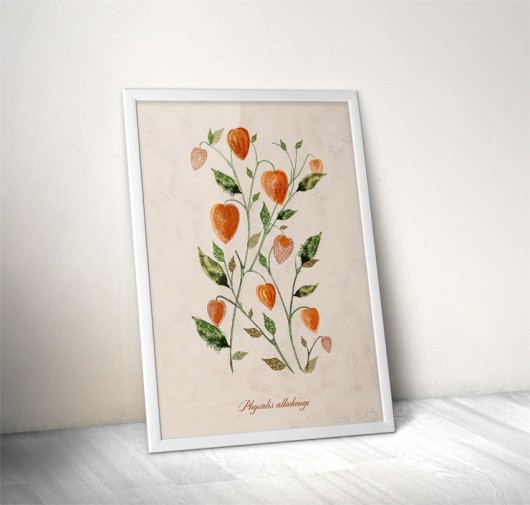 MIECHUNKA ROZDĘTA (PHYSALIS ALKEKENGI) 50x70 Anita Tomala