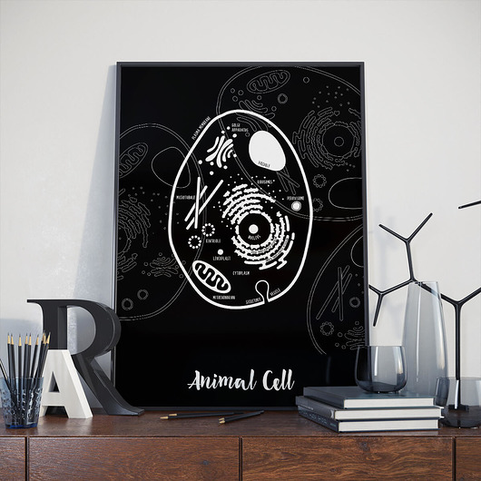 Plakat 30x40 cm - Animal Cell - ENGLISH Follygraph