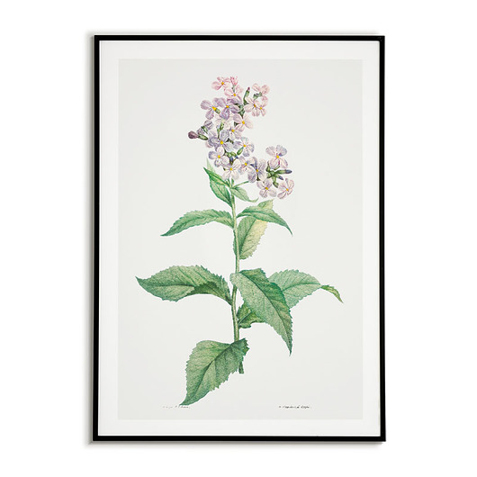 plakaty Plakat botaniczny GRAFIKA Lewkonia Vintage