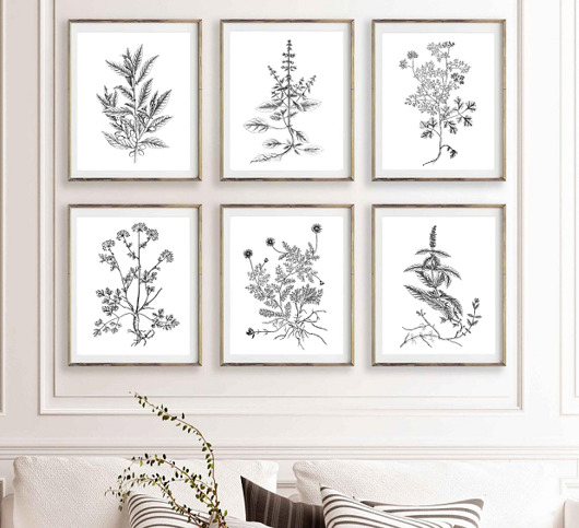 grafiki i ilustracje PLAKATY DO KUCHNI zioła botaniczne grafiki
