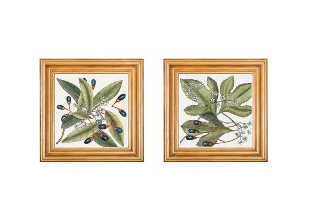 grafiki i ilustracje 2 grafiki botaniczne vintage plakaty roślinne