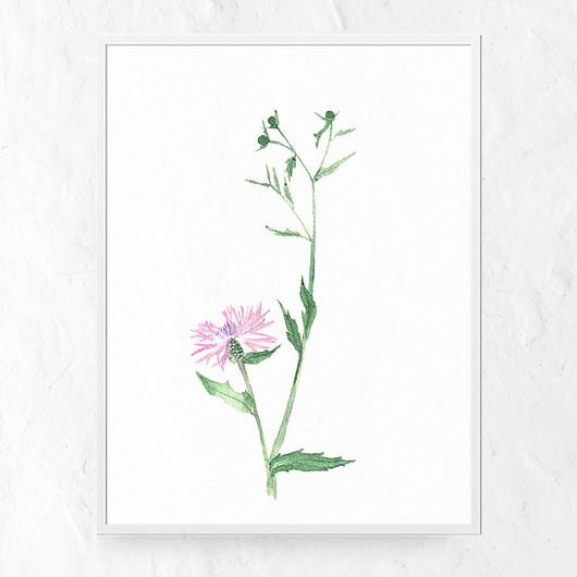 Plakat kwiaty polne - Chaber Merely Susan