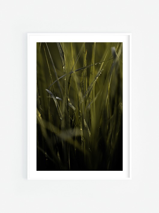 fotografia Po deszczu I