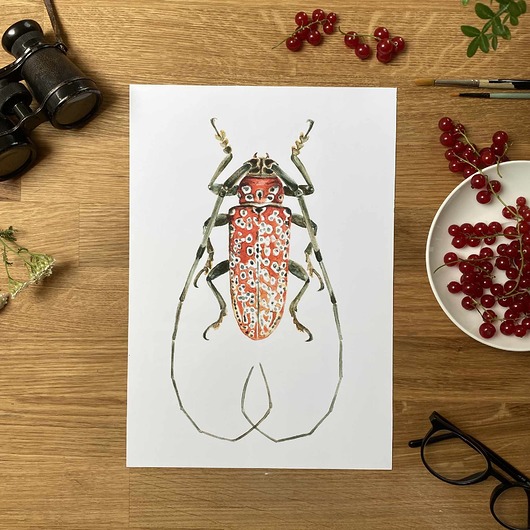 grafiki i ilustracje Owad czerwony 30x40
