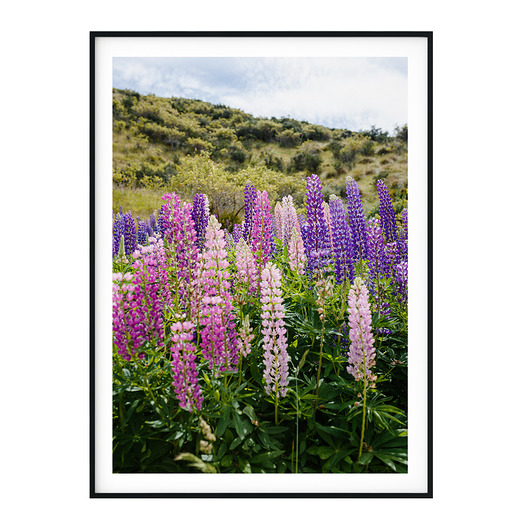 Plakat botaniczny autorski Nowozelandzki Łubin myscandi