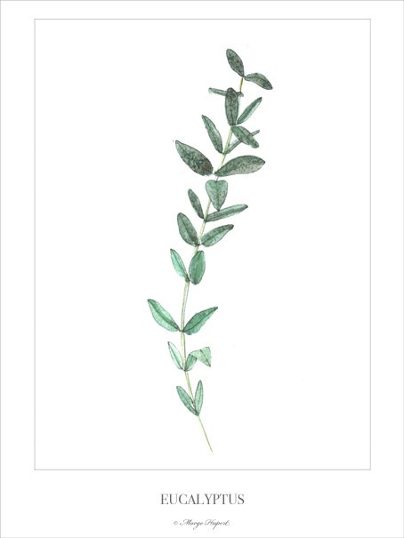 EUCALYPTUS plakat/poster, wydruk cyfrowy Margo Hupert