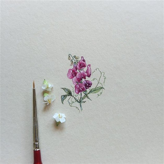 Groszek pachnący,  Botanical illustration atelier by Olga