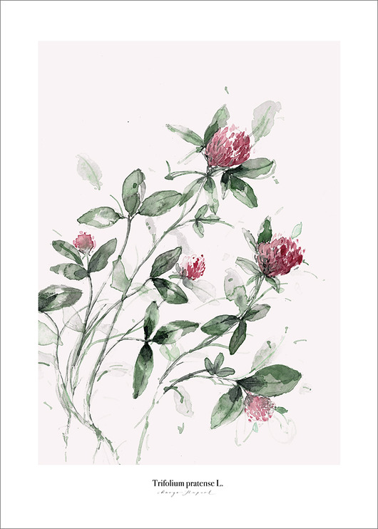 plakaty Plakat Koniczyna  print50x70 cm