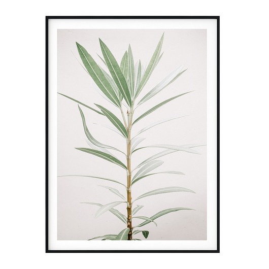 Plakat skandynawski botaniczny Roślina myscandi