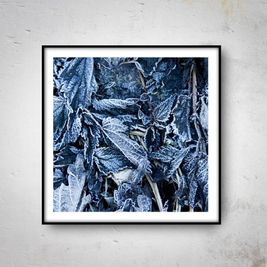 FROZEN I  50x50 mucca by mua
