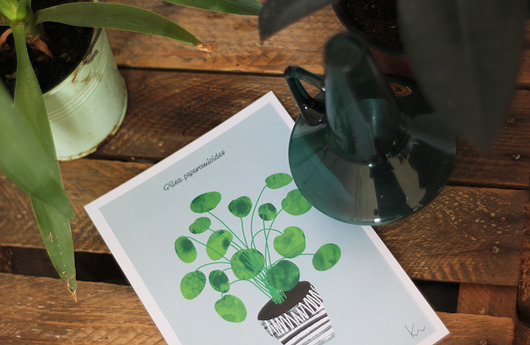 PILEA PEPPEROMIOIDES z serii ROŚLINY DOMOWE Kasia Worek