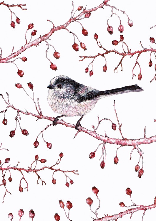 grafiki i ilustracje Raniuszek - ilustracja- grafika- ptaki polskie