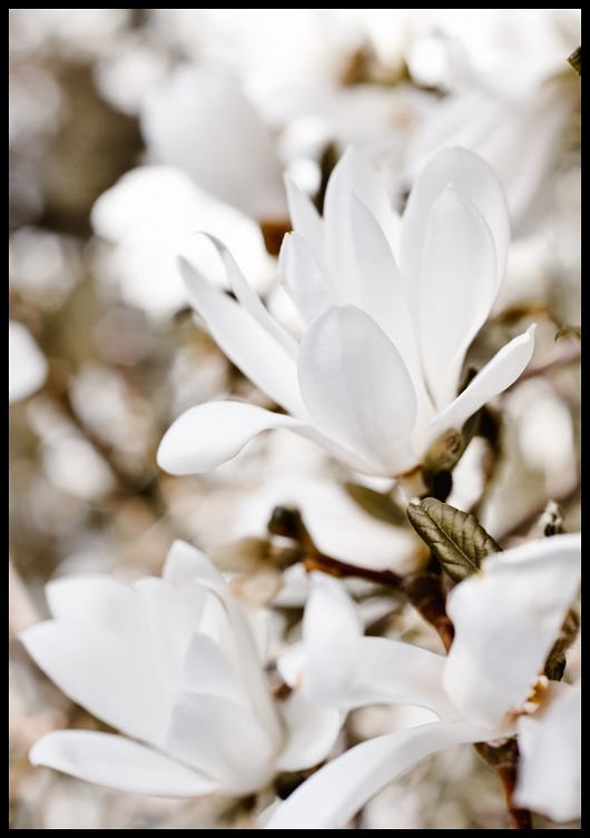 plakaty Plakat "Kwiat magnolii"