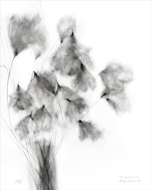 plakaty Wełnianka Eriophorum print / 40x50 cm