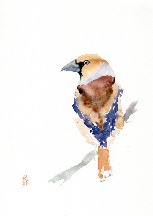 obrazy Oryginalna akwarela. Grubodziób