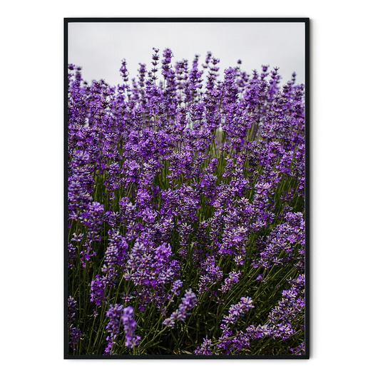 Plakat skandynawski Lawenda no. 7 myscandi