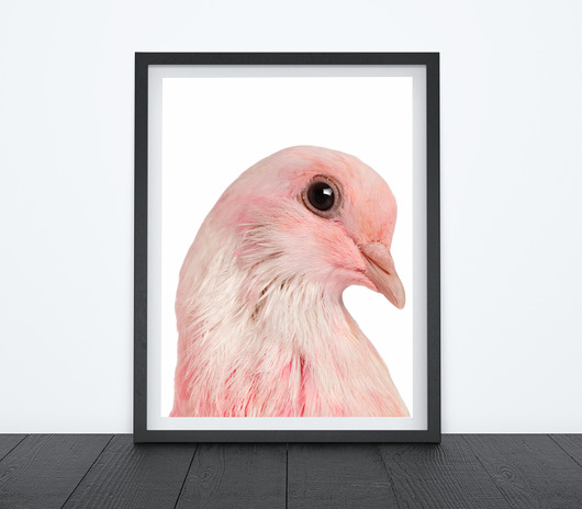 RÓŻOWY GOŁĄB - OBRAZEK, PLAKAT, DEKORACJA A3 Dekoracjan